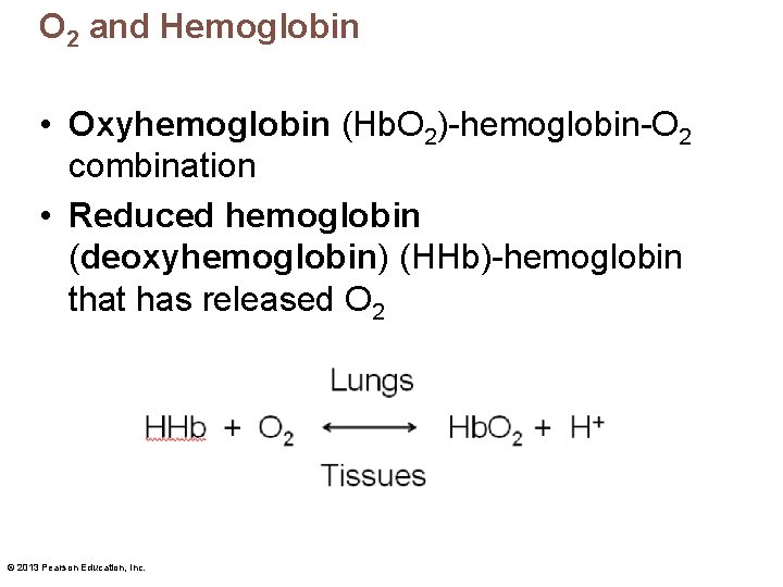 O 2 and Hemoglobin • Oxyhemoglobin (Hb. O 2)-hemoglobin-O 2 combination • Reduced hemoglobin