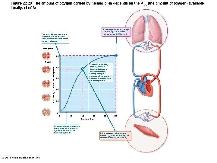 Figure 22. 20 The amount of oxygen carried by hemoglobin depends on the P