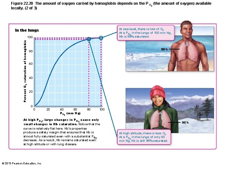 Figure 22. 20 The amount of oxygen carried by hemoglobin depends on the P