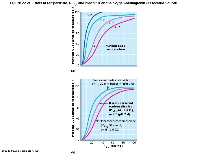 Percent O 2 saturation of hemoglobin Figure 22. 21 Effect of temperature, PCO 2,