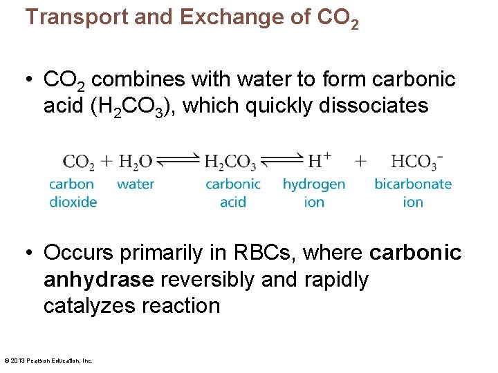 Transport and Exchange of CO 2 • CO 2 combines with water to form