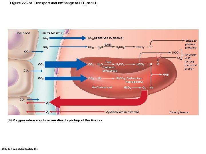 Figure 22. 22 a Transport and exchange of CO 2 and O 2. Tissue