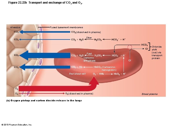 Figure 22. 22 b Transport and exchange of CO 2 and O 2. Alveolus