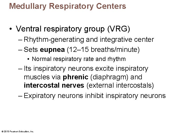 Medullary Respiratory Centers • Ventral respiratory group (VRG) – Rhythm-generating and integrative center –