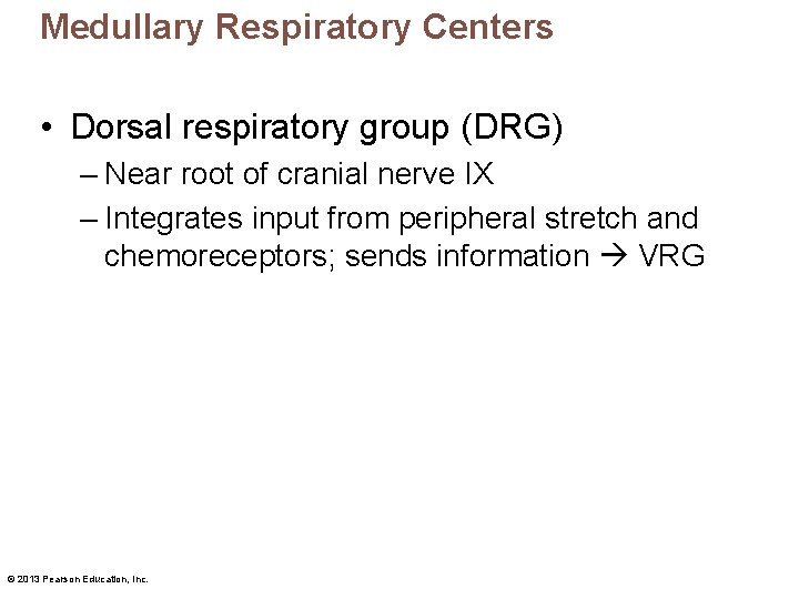 Medullary Respiratory Centers • Dorsal respiratory group (DRG) – Near root of cranial nerve