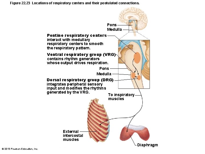 Figure 22. 23 Locations of respiratory centers and their postulated connections. Pons Medulla Pontine