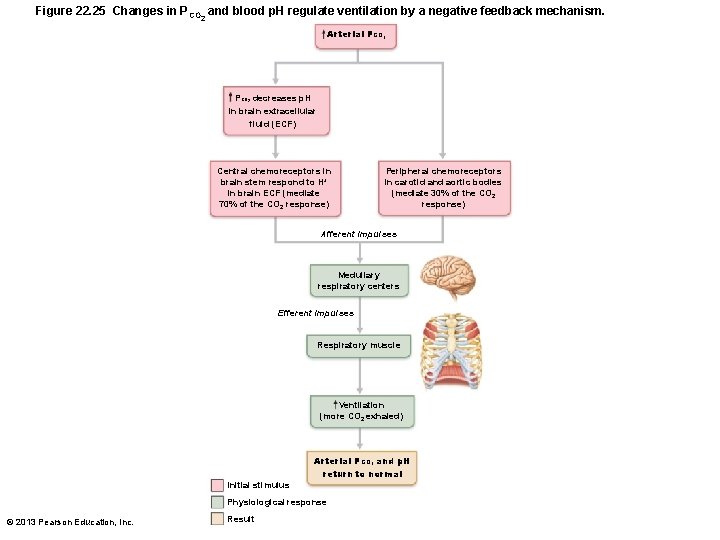 Figure 22. 25 Changes in PCO and blood p. H regulate ventilation by a