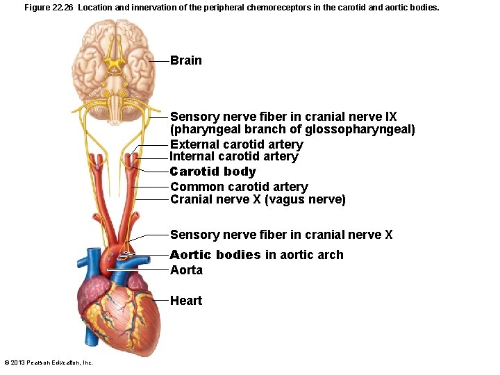 Figure 22. 26 Location and innervation of the peripheral chemoreceptors in the carotid and