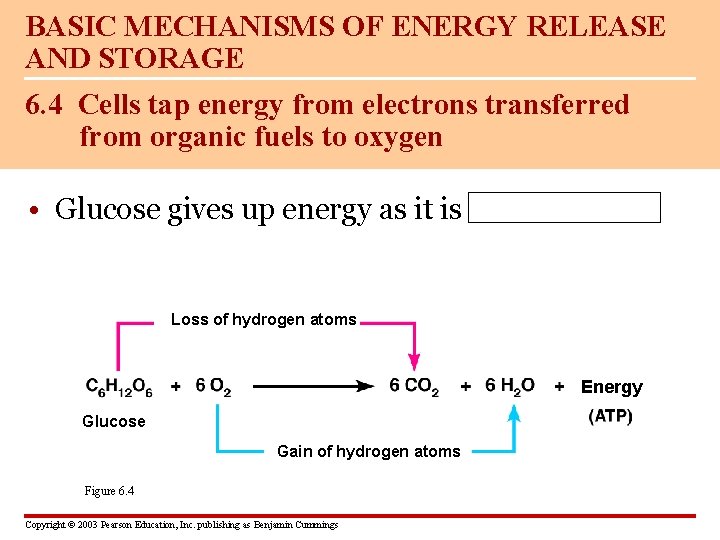 BASIC MECHANISMS OF ENERGY RELEASE AND STORAGE 6. 4 Cells tap energy from electrons