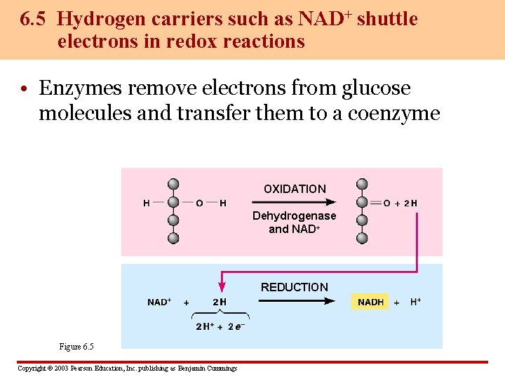 6. 5 Hydrogen carriers such as NAD+ shuttle electrons in redox reactions • Enzymes