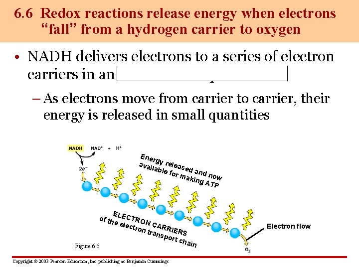 6. 6 Redox reactions release energy when electrons “fall” from a hydrogen carrier to