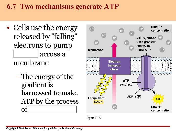 6. 7 Two mechanisms generate ATP • Cells use the energy released by “falling”