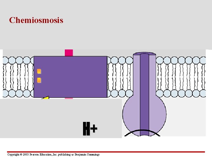 Chemiosmosis Copyright © 2003 Pearson Education, Inc. publishing as Benjamin Cummings 