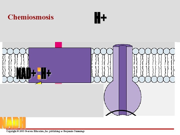 Chemiosmosis Copyright © 2003 Pearson Education, Inc. publishing as Benjamin Cummings 
