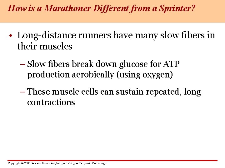 How is a Marathoner Different from a Sprinter? • Long-distance runners have many slow