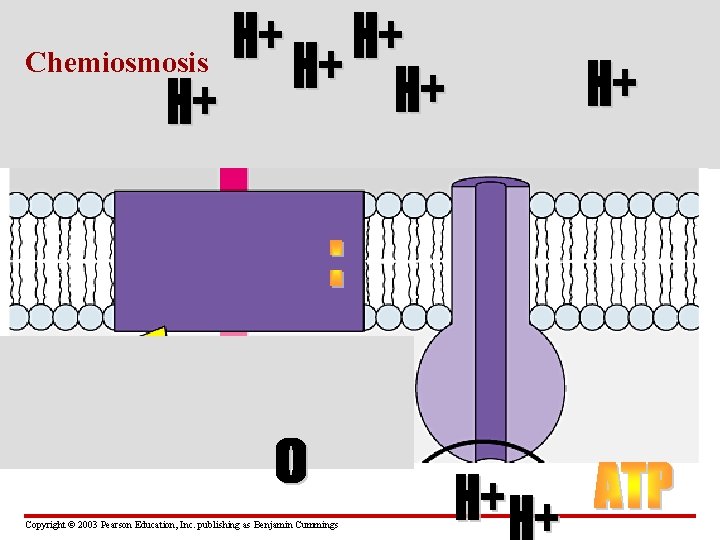 Chemiosmosis Copyright © 2003 Pearson Education, Inc. publishing as Benjamin Cummings 