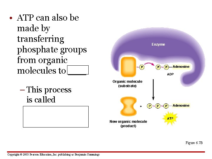  • ATP can also be made by transferring phosphate groups from organic molecules