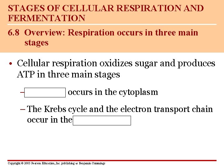 STAGES OF CELLULAR RESPIRATION AND FERMENTATION 6. 8 Overview: Respiration occurs in three main