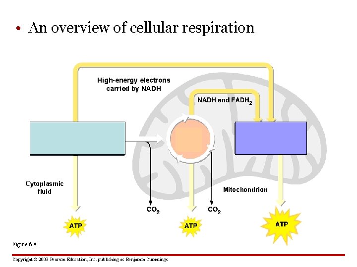  • An overview of cellular respiration High-energy electrons carried by NADH GLYCOLYSIS Glucose