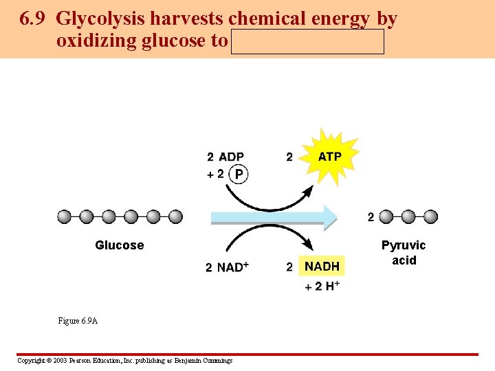 6. 9 Glycolysis harvests chemical energy by oxidizing glucose to pyruvic acid Glucose Figure