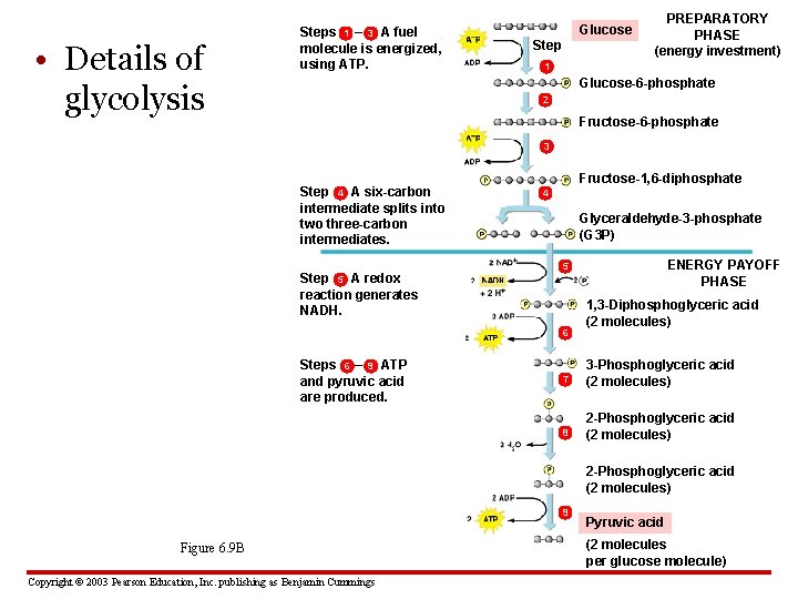  • Details of glycolysis Steps 1 – 3 A fuel molecule is energized,