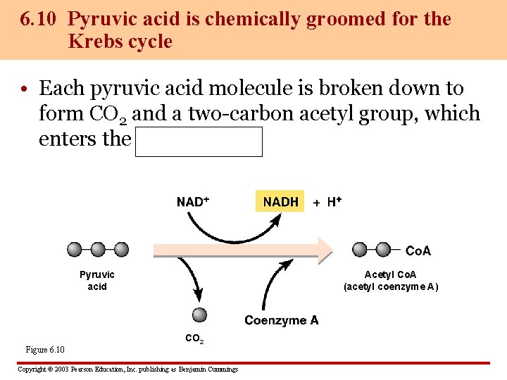 6. 10 Pyruvic acid is chemically groomed for the Krebs cycle • Each pyruvic