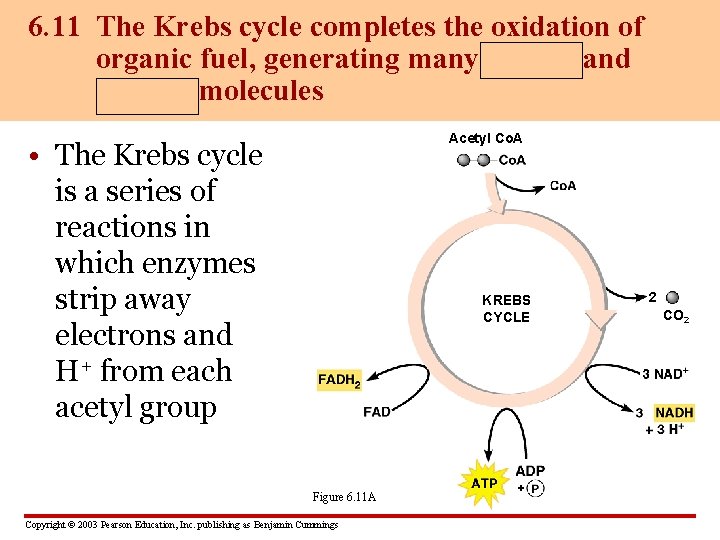 6. 11 The Krebs cycle completes the oxidation of organic fuel, generating many NADH