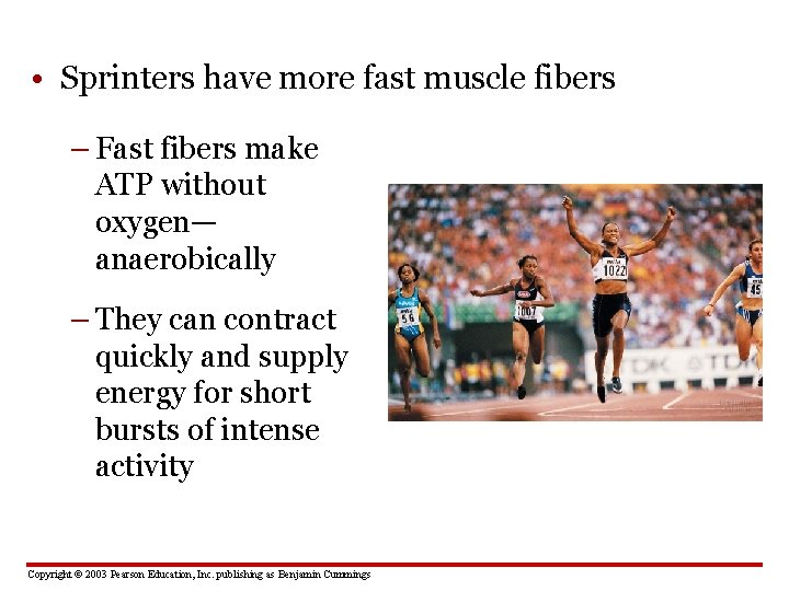  • Sprinters have more fast muscle fibers – Fast fibers make ATP without