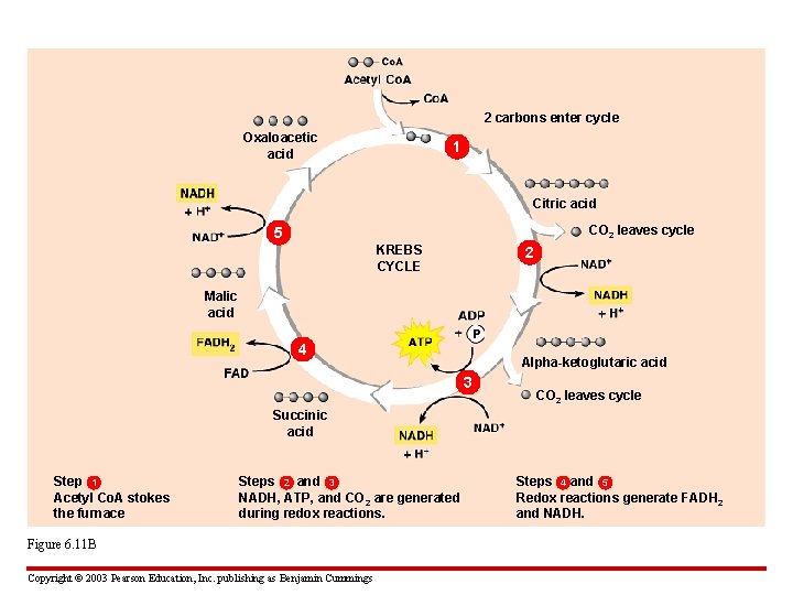 2 carbons enter cycle Oxaloacetic acid 1 Citric acid CO 2 leaves cycle 5