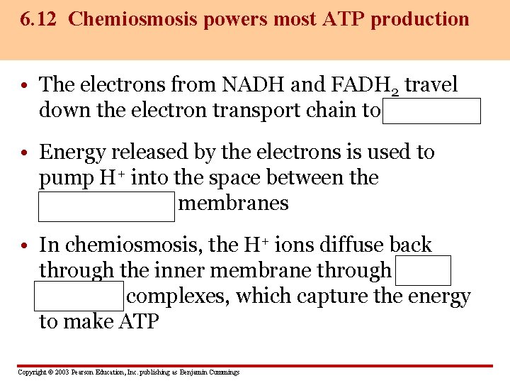 6. 12 Chemiosmosis powers most ATP production • The electrons from NADH and FADH