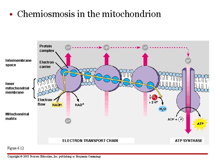  • Chemiosmosis in the mitochondrion Protein complex Intermembrane space Electron carrier Inner mitochondrial