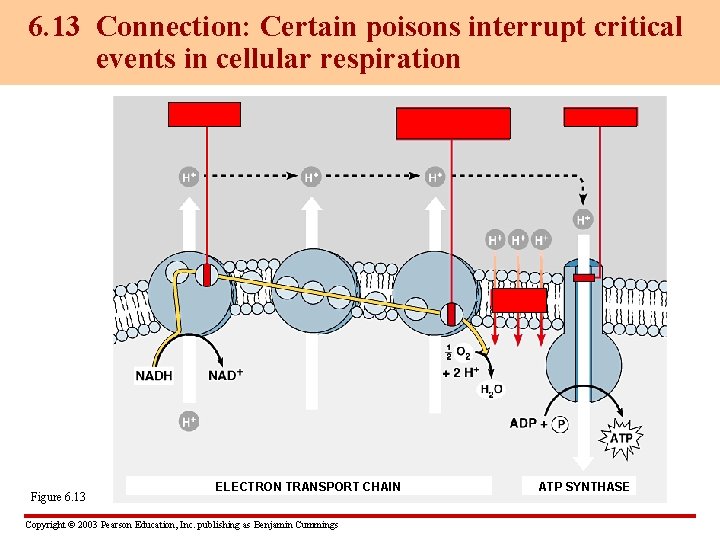 6. 13 Connection: Certain poisons interrupt critical events in cellular respiration Rotenone Figure 6.