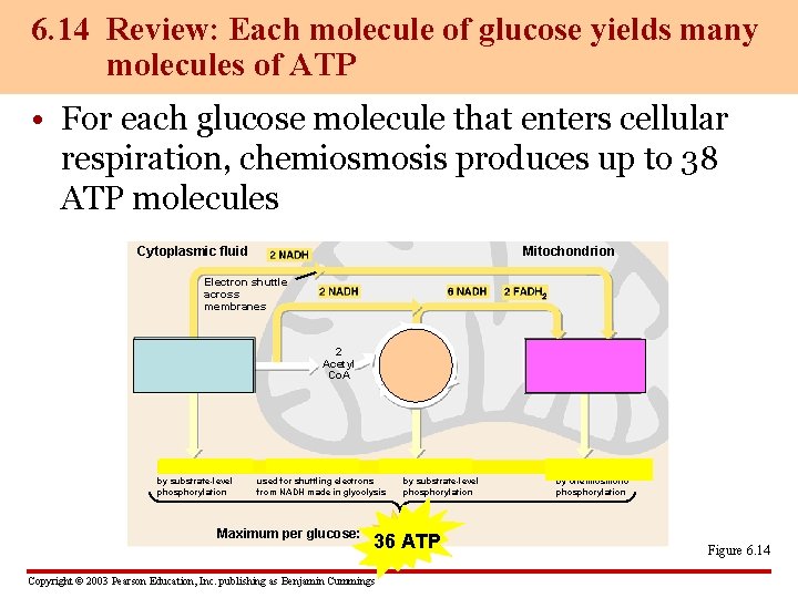 6. 14 Review: Each molecule of glucose yields many molecules of ATP • For
