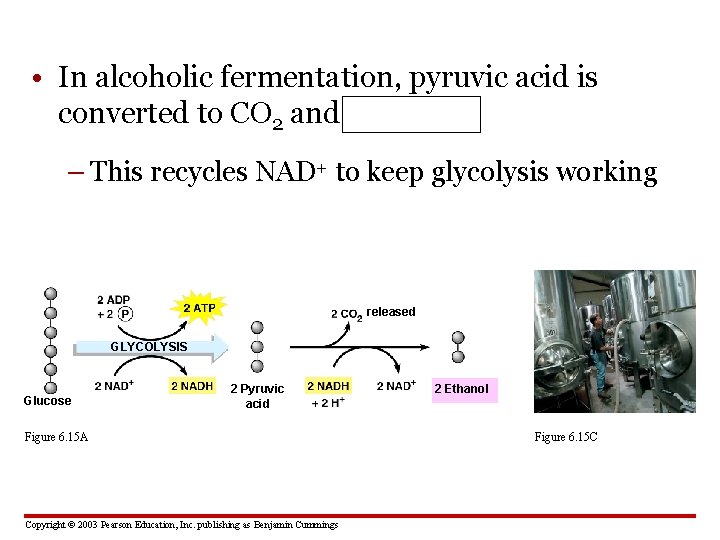  • In alcoholic fermentation, pyruvic acid is converted to CO 2 and ethanol