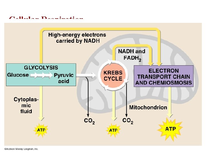 Cellular Respiration • Cellular Respiration – releases energy from the bonds of organic molecules