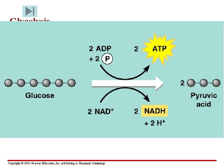 Glycolysis • Glycolysis – sugar breakdown • Glucose is split into 2 pyruvate molecules