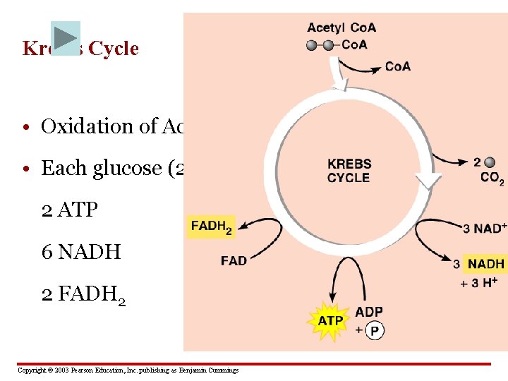 Kreb’s Cycle • Oxidation of Acetyl Co. A • Each glucose (2 pyruvates) yields
