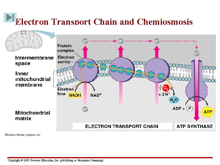 Electron Transport Chain and Chemiosmosis • The electron transport chain is the part of