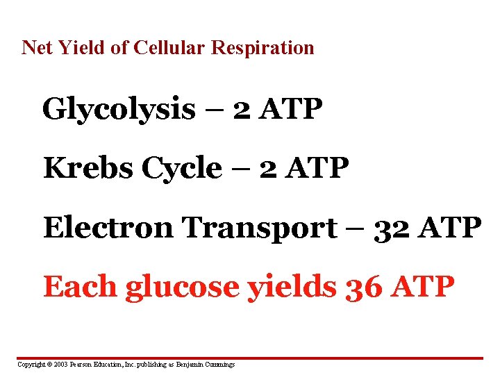 Net Yield of Cellular Respiration Glycolysis – 2 ATP Krebs Cycle – 2 ATP