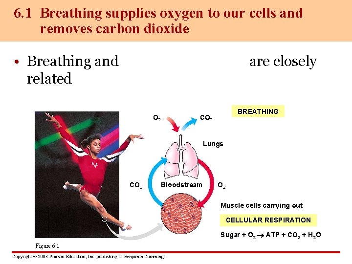 6. 1 Breathing supplies oxygen to our cells and removes carbon dioxide • Breathing