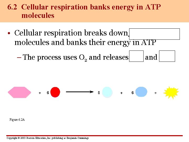 6. 2 Cellular respiration banks energy in ATP molecules • Cellular respiration breaks down