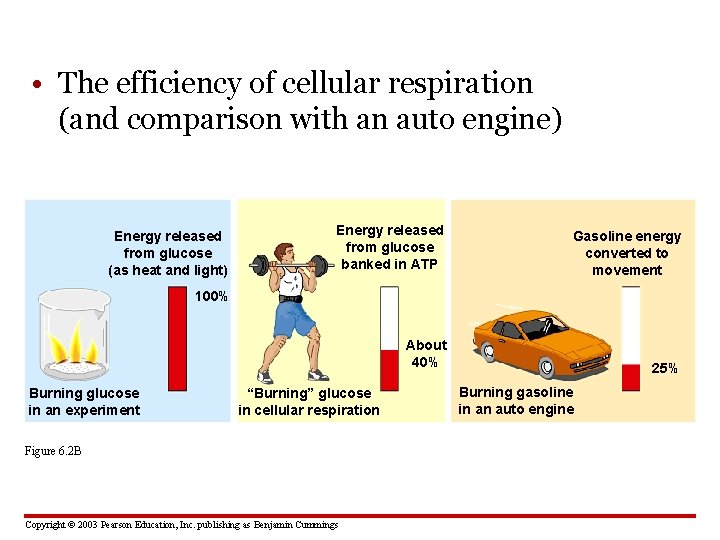  • The efficiency of cellular respiration (and comparison with an auto engine) Energy