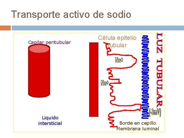 Transporte activo de sodio Capilar peritubular Liquido intersticial Célula epitelio tubular Borde en cepillo