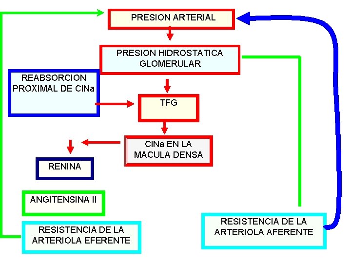  PRESION ARTERIAL PRESION HIDROSTATICA GLOMERULAR REABSORCION PROXIMAL DE Cl. Na TFG Cl. Na