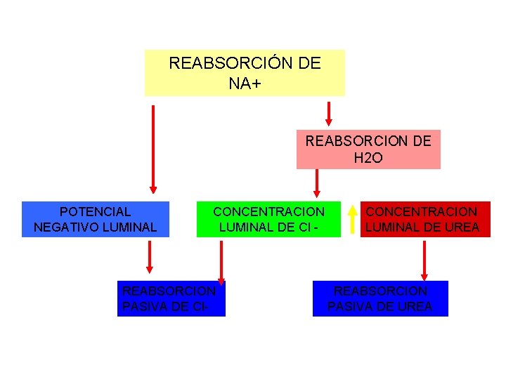 REABSORCIÓN DE NA+ REABSORCION DE H 2 O POTENCIAL NEGATIVO LUMINAL CONCENTRACION LUMINAL DE