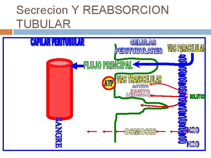 Secrecion Y REABSORCION TUBULAR 