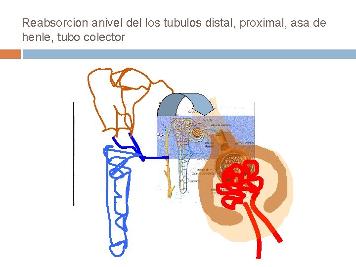 Reabsorcion anivel del los tubulos distal, proximal, asa de henle, tubo colector 