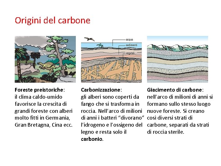 Origini del carbone Foreste preistoriche: il clima caldo-umido favorisce la crescita di grandi foreste