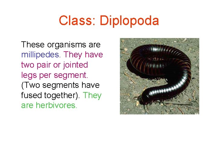 Class: Diplopoda These organisms are millipedes. They have two pair or jointed legs per