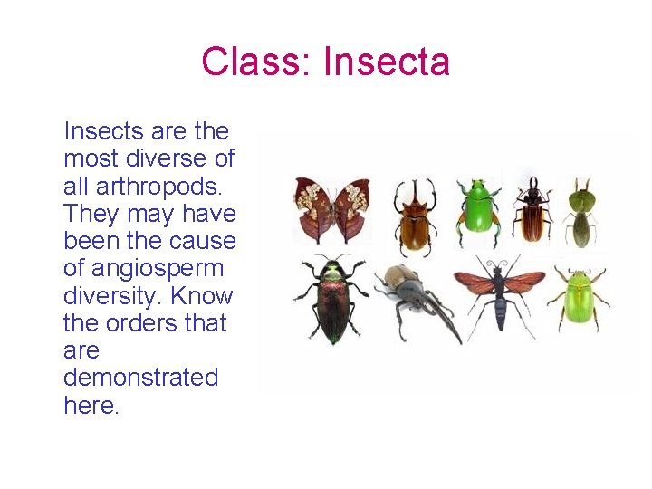 Class: Insecta Insects are the most diverse of all arthropods. They may have been